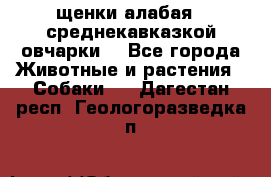 щенки алабая ( среднекавказкой овчарки) - Все города Животные и растения » Собаки   . Дагестан респ.,Геологоразведка п.